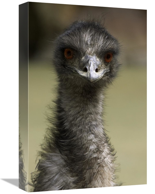 Global Gallery GCS-450893-1218-142 12 x 18 in. Emu Portrait, Nativ