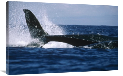 Global Gallery GCS-450587-2436-142 24 x 36 in. Humpback Whale Lashing 