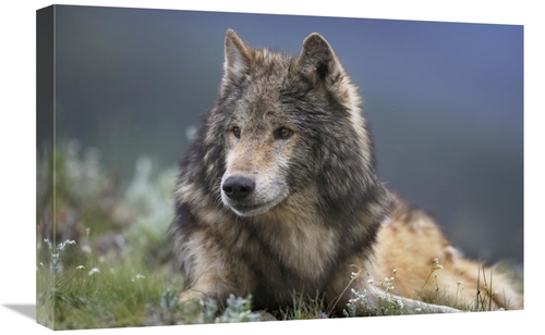 Global Gallery GCS-452200-1624-142 16 x 24 in. Gray Wolf Resting, 