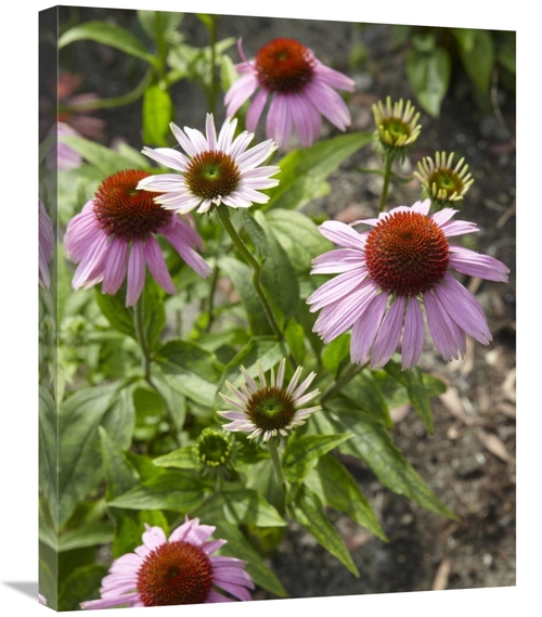 Global Gallery GCS-398332-2228-142 22 x 28 in. Coneflower Flowers Art 