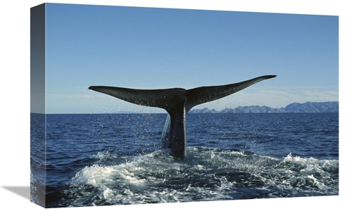 Global Gallery GCS-451684-1218-142 12 x 18 in. Blue Whale Raising Fluk