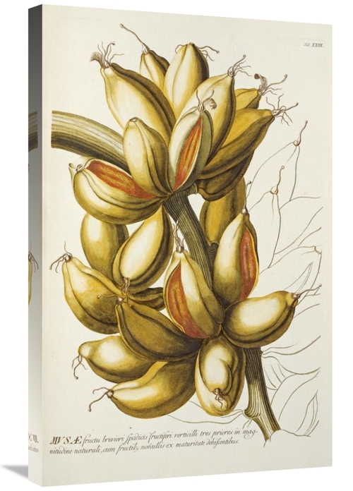 Global Gallery GCS-266268-30-142 30 in. Musae Art Print - Georg Dionys