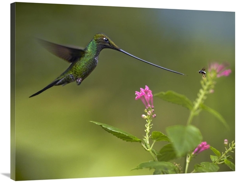 Global Gallery GCS-396201-3040-142 30 x 40 in. Sword-Billed Hummingbir