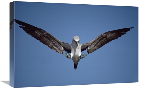 Global Gallery GCS-451139-1624-142 16 x 24 in. Blue-Footed Booby Court