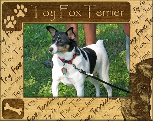 Giftworks Plus DBA0166 Toy Fox Terrier Alder Wood Frame- 4 x 6 In