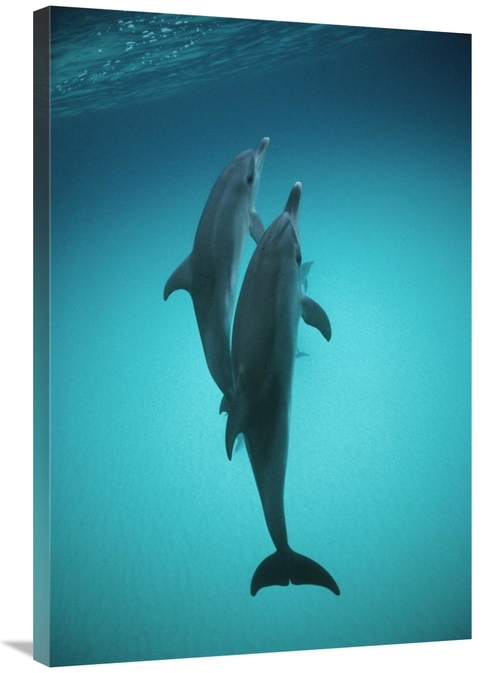 Global Gallery GCS-450671-2436-142 24 x 36 in. Atlantic Spotted Dolphi