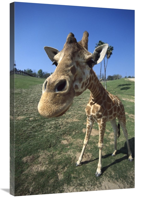 Global Gallery GCS-450838-2436-142 24 x 36 in. Rothschild Giraffe Port