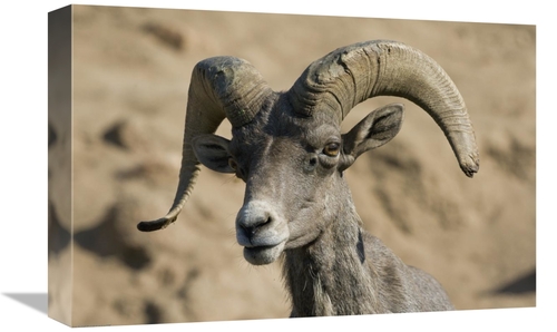 Global Gallery GCS-450911-1218-142 12 x 18 in. Bighorn Sheep Male,