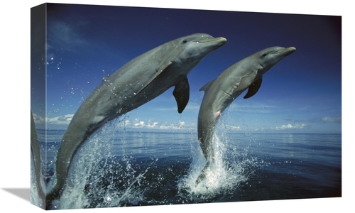 Global Gallery GCS-452638-1218-142 12 x 18 in. Bottlenose Dolphin Pair