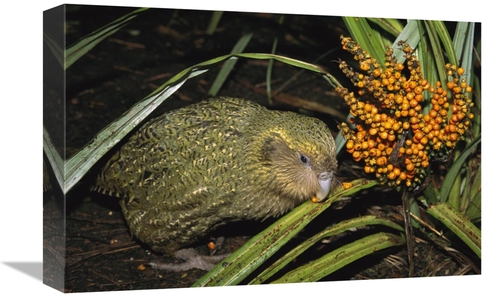 Global Gallery GCS-451746-1218-142 12 x 18 in. Kakapo Flightless Feedi