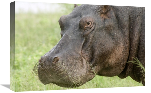 Global Gallery GCS-395430-1624-142 16 x 24 in. Hippopotamus Face Showi
