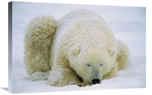 Global Gallery GCS-452510-2030-142 20 x 30 in. Polar Bear Sleeping in 