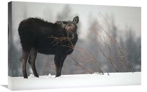 Global Gallery GCS-451878-2030-142 20 x 30 in. Moose Cow Feeding on A 