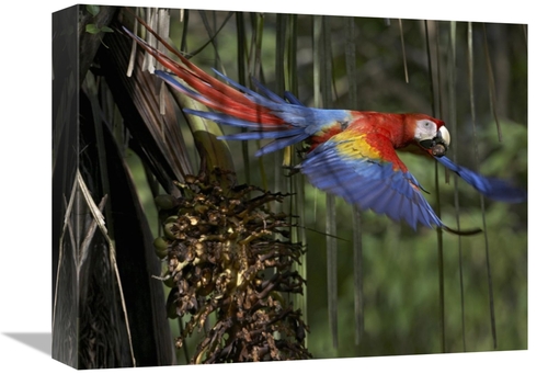 Global Gallery GCS-396230-1216-142 12 x 16 in. Scarlet Macaw Flying wi