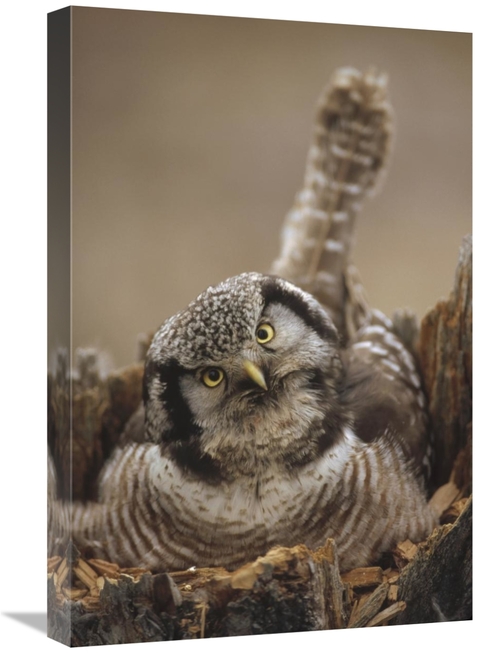 Global Gallery GCS-451897-1624-142 16 x 24 in. Northern Hawk Owl Incub