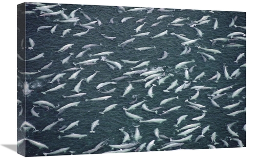 Global Gallery GCS-450727-1624-142 16 x 24 in. Beluga Whale, Hundr