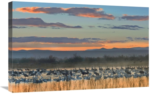 Global Gallery GCS-397206-2030-142 20 x 30 in. Snow Geese & Sandhill C