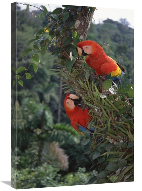 Global Gallery GCS-451497-2030-142 20 x 30 in. Scarlet Macaw Pair in R