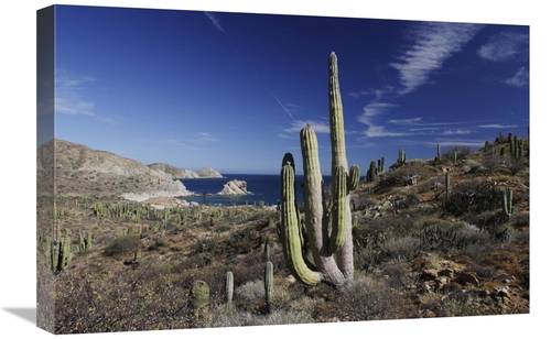 Global Gallery GCS-397724-1624-142 16 x 24 in. Cardon Cactus, Sant