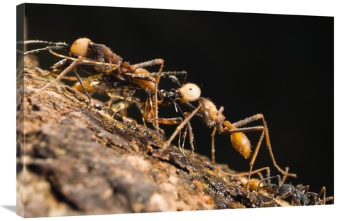 Global Gallery GCS-452689-2436-142 24 x 36 in. Army Ant Carrying Crick