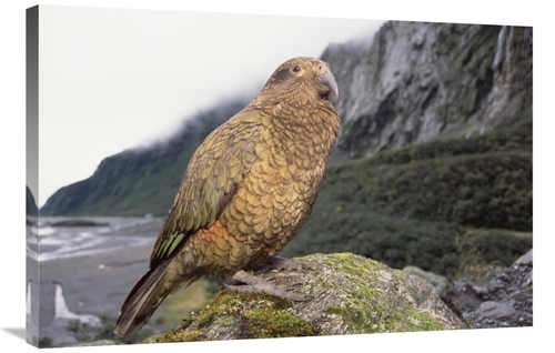 Global Gallery GCS-451501-2436-142 24 x 36 in. Kea Perched on Rock&#44