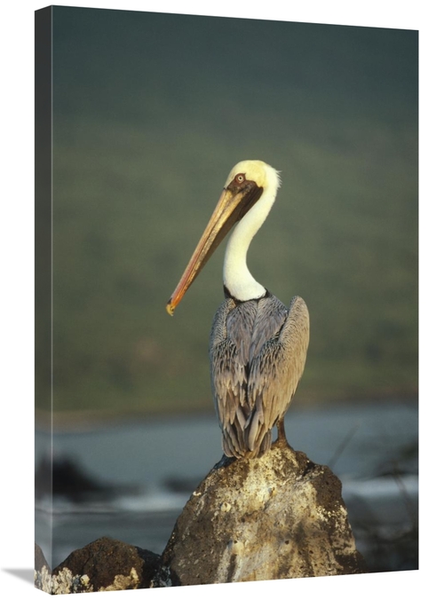 Global Gallery GCS-451206-2030-142 20 x 30 in. Brown Pelican, Urvi