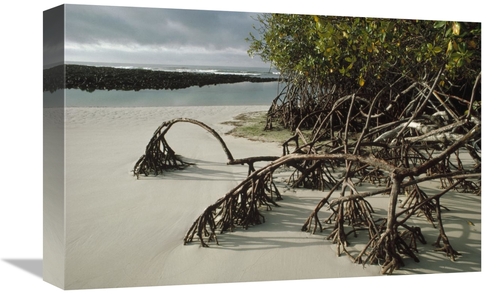 Global Gallery GCS-451272-1218-142 12 x 18 in. Red Mangrove Root Props