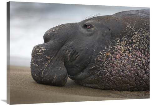 Global Gallery GCS-452209-40-142 40 in. Northern Elephant Seal Bull&#4