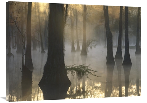 Global Gallery GCS-452056-3040-142 30 x 40 in. Bald Cypress Grove in F