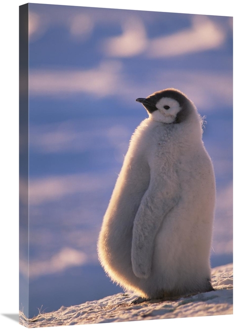 Global Gallery GCS-451127-2030-142 20 x 30 in. Emperor Penguin Chick&#