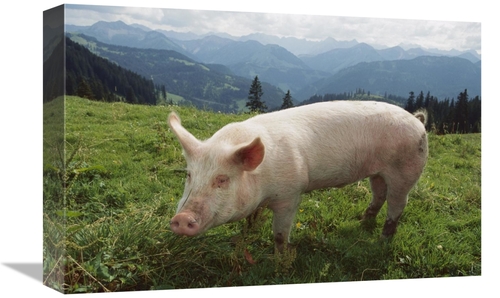Global Gallery GCS-452629-1218-142 12 x 18 in. Pig on A Grassy Lawn&#4