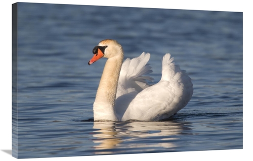Global Gallery GCS-397380-2436-142 24 x 36 in. Mute Swan Swimming,