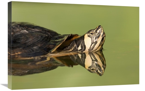 Global Gallery GCS-395302-2030-142 20 x 30 in. Yellow-Bellied Slider i