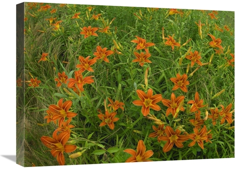 Global Gallery GCS-452171-1824-142 18 x 24 in. Orange Daylily Growing 