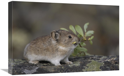 Global Gallery GCS-397997-1624-142 16 x 24 in. American Pika Carrying 
