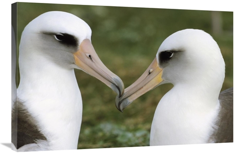 Global Gallery GCS-395609-2436-142 24 x 36 in. Laysan Albatross Pair B
