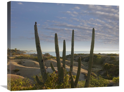 Global Gallery GCS-396715-2228-142 22 x 28 in. Organ Pipe Cactus Overl