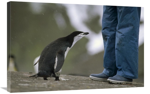 Global Gallery GCS-451286-2436-142 24 x 36 in. Chinstrap Penguin Inspe