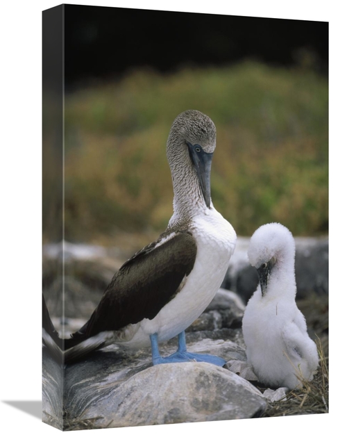 Global Gallery GCS-451252-1218-142 12 x 18 in. Blue-Footed Booby & Chi