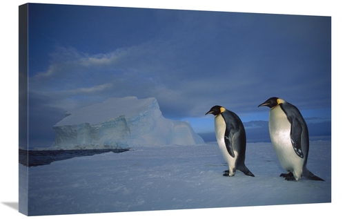 Global Gallery GCS-451729-2030-142 20 x 30 in. Emperor Penguin Pair on