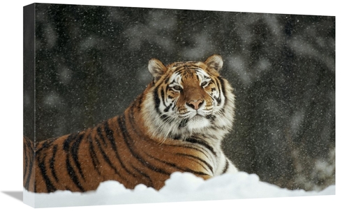 Global Gallery GCS-452331-1624-142 16 x 24 in. Siberian Tiger Portrait