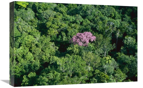 Global Gallery GCS-397658-1624-142 16 x 24 in. Pink Flowering Tree in 
