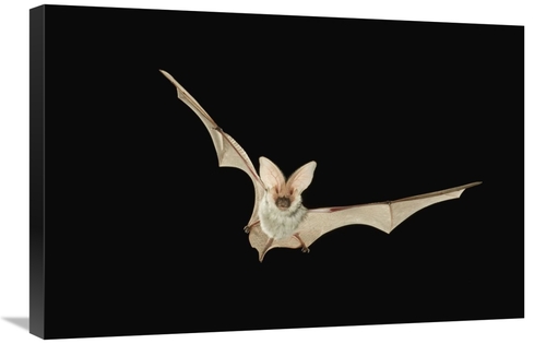 Global Gallery GCS-395725-2030-142 20 x 30 in. Spotted Bat Flying at N