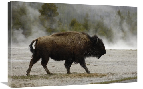 Global Gallery GCS-453101-2030-142 20 x 30 in. American Bison Male Nea