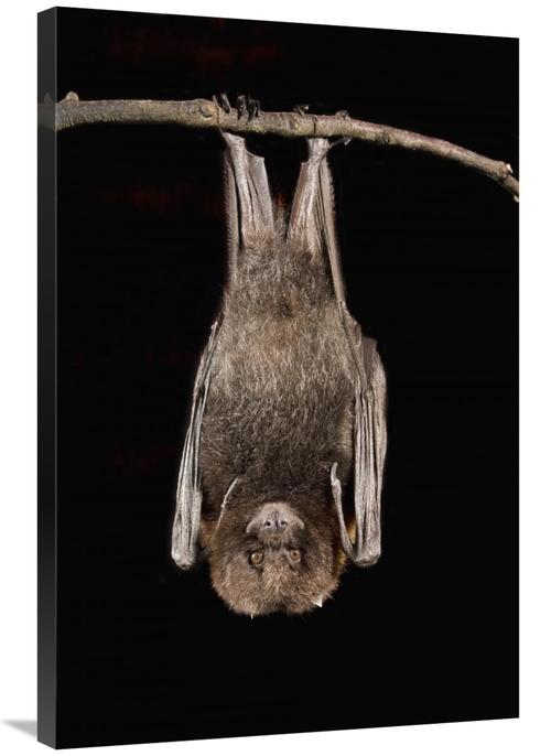 Global Gallery GCS-395713-2436-142 24 x 36 in. Rodrigues Flying Fox Ro