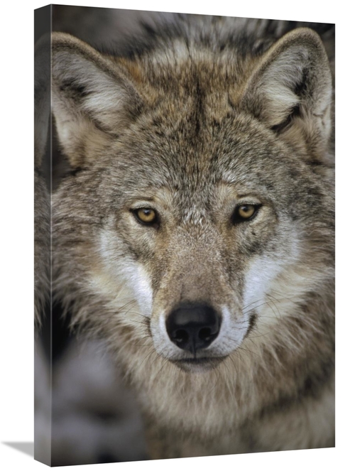 Global Gallery GCS-452487-1624-142 16 x 24 in. European Wolf Portrait&