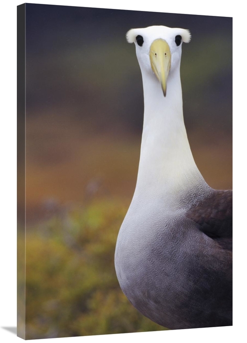 Global Gallery GCS-451407-2436-142 24 x 36 in. Waved Albatross Adult i