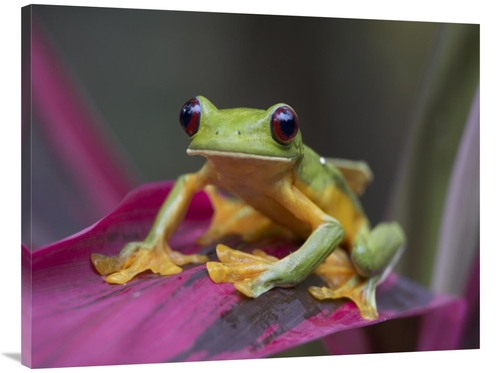 Global Gallery GCS-396098-3040-142 30 x 40 in. Gliding Leaf Frog Portr