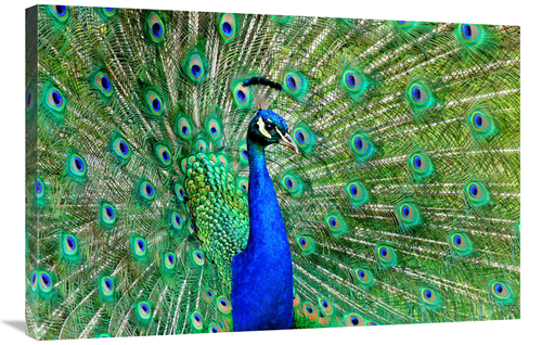 Global Gallery GCS-486597-36-142 36 in. Majestic Peacock II Art Print 