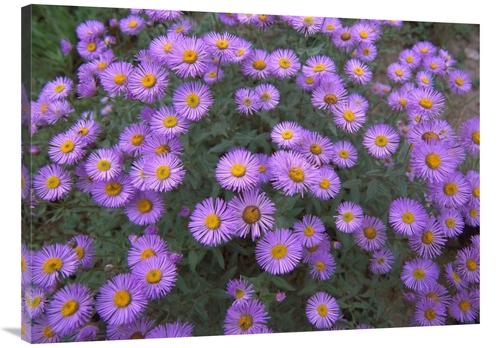 Global Gallery GCS-452046-3040-142 30 x 40 in. Smooth Aster Plant in F